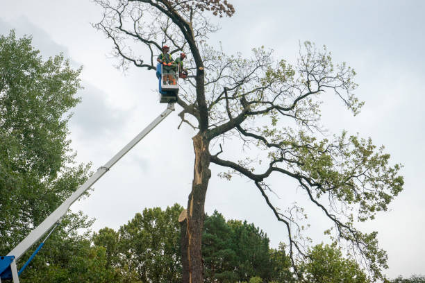 Best Storm Damage Tree Cleanup  in Park Rapids, MN